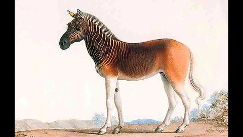 Quagga