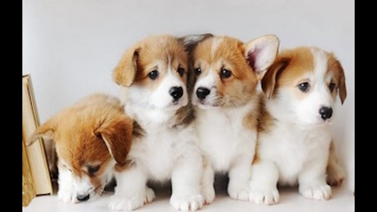 PUPPIES