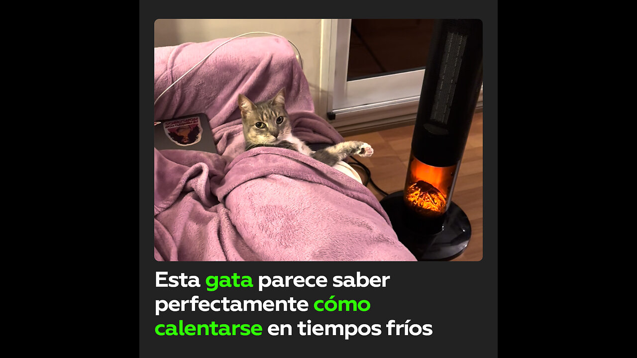 Llama a su gata “malcriada” por su forma de mantener el calor