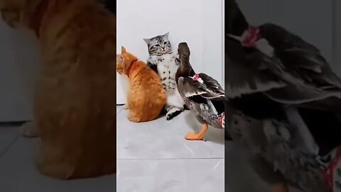 Funny animals😅😅 | animals funny video