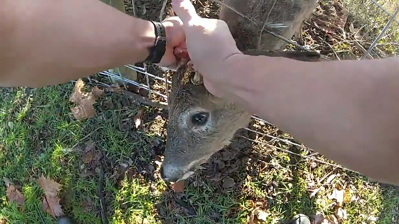 Police rescue deer with antlers entangled in wire fence