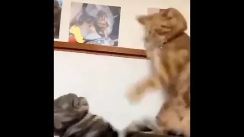 funny cat videos | cute cat videos| cute animals funny cats #shorts #shortsfunny #cutecat #funnycat