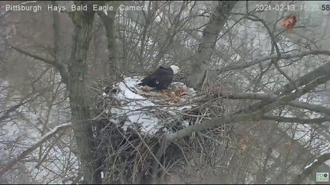 Hays Eagles Mom tries to pick up stick under woods limb 2021 02 13 322pm