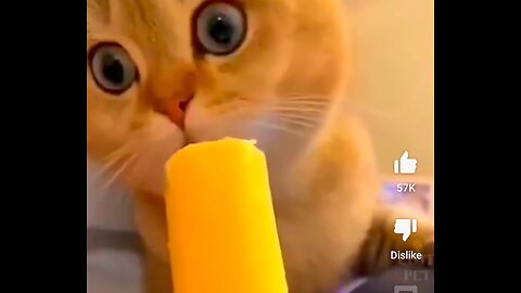 Funny cute cat video 🤣