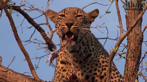 Scotia Female Leopard Feeds With Hyena Below