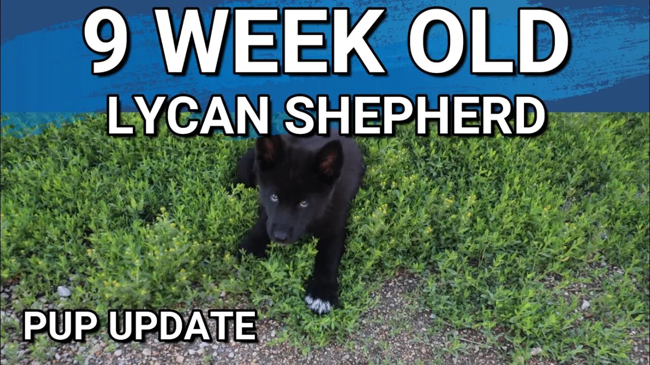 Lycan Shepherd Pup Update | 9 Weeks Old