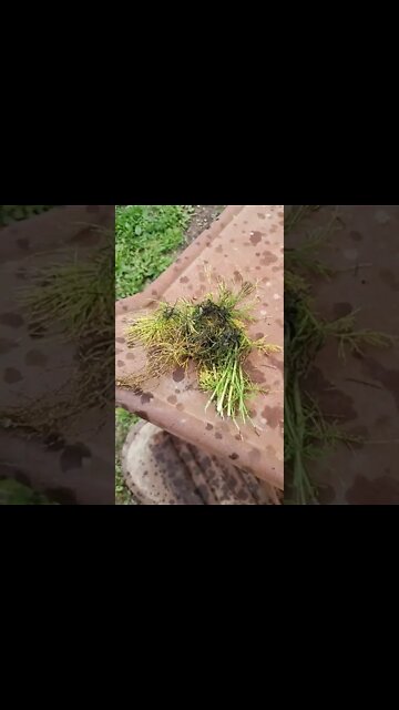 Test Polishing My Dirk Blade With Horsetail