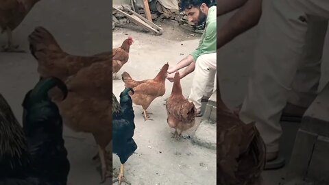 Janwaron ko bhi kuchh khila diya karo #birds #animals #feeding #subscribe #shorts #cocktail #viral