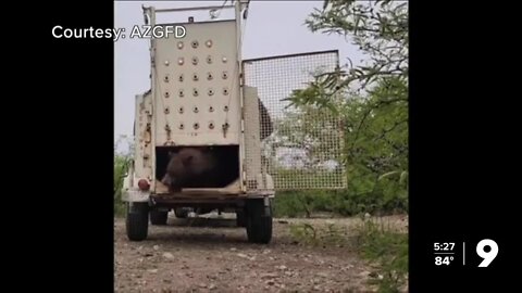 Black bear successfully relocated