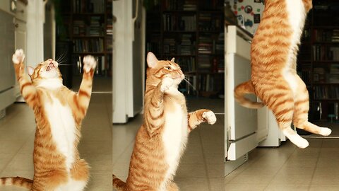 Dancing Cats! so funny and cute