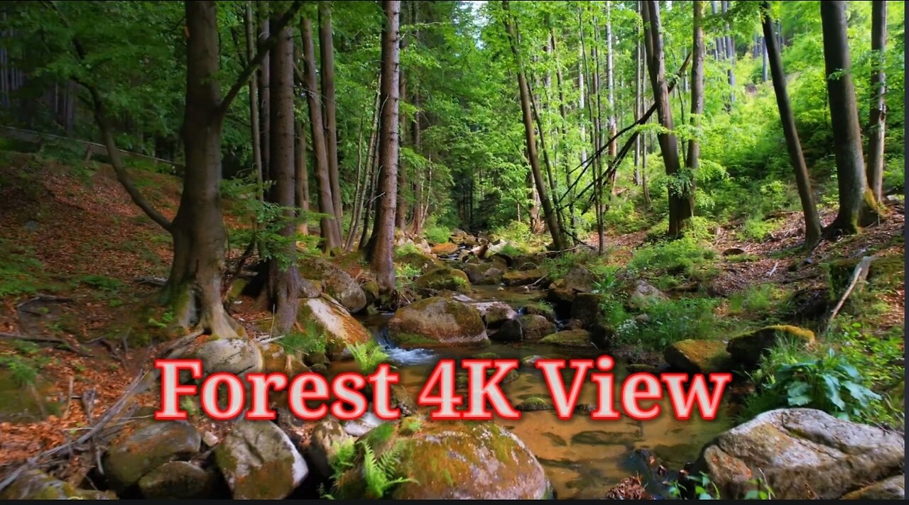 forest 4K nature sound 👌❤ so beautiful view