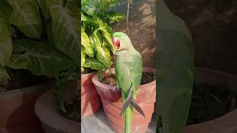 Lovely parrot