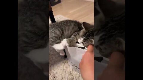 Super cute kitten!