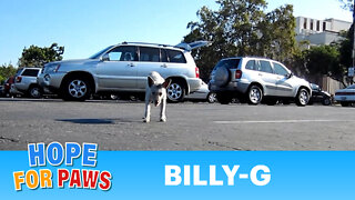 Dog rescue from Downtown L.A - Billy-G