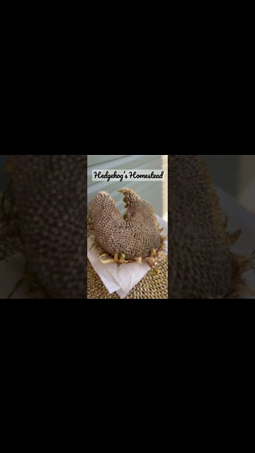 How to dry your sunflowers￼#hedgehogshomestead #gardeningtips
