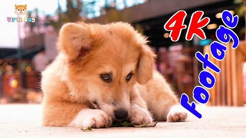 4K Dogs and Puppies Beautiful Animal Footage