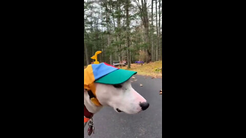 Try not to laugh🤣 Funny animals😹‖ #shorts #funnyvideos