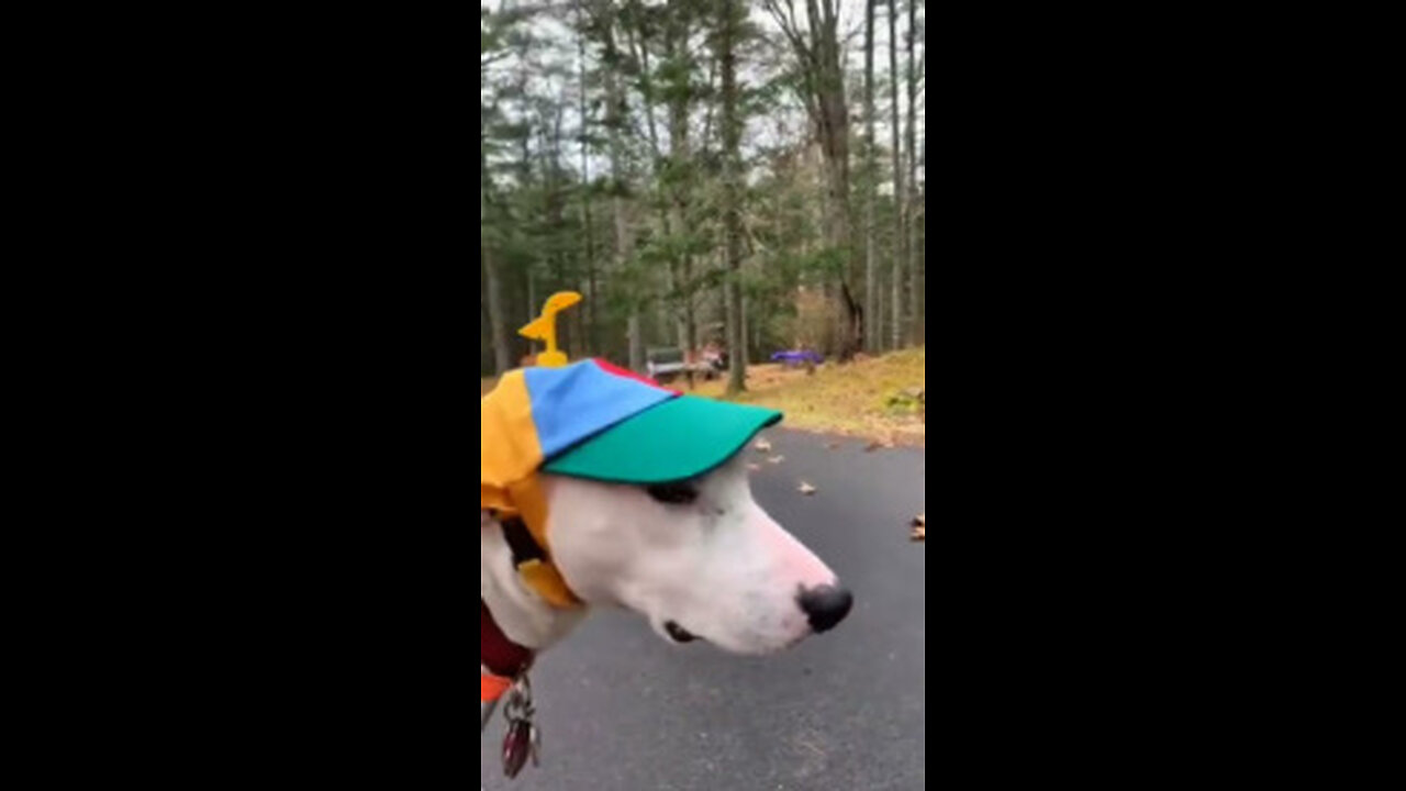 Try not to laugh🤣 Funny animals😹‖ #shorts #funnyvideos