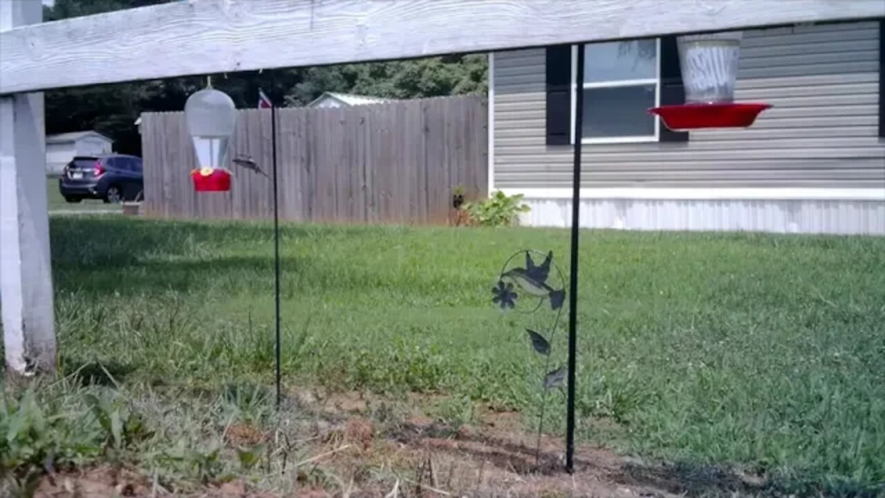 Hummingbirds on my trail cam 2