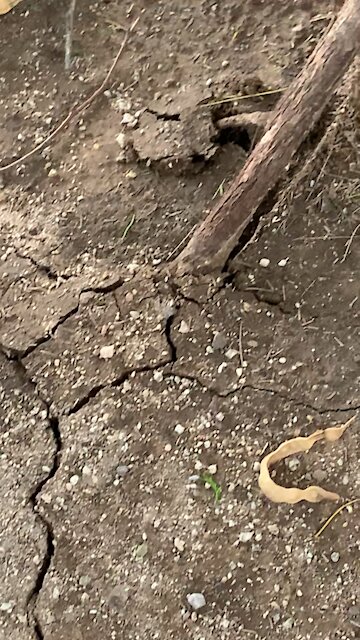 Wind uprooting tree monsoon