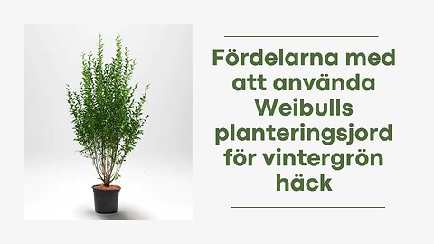 Fördelarna med att använda Weibulls planteringsjord för vintergröna häckar