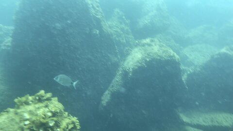 Barcelona Port Forum Dive #scubadiving