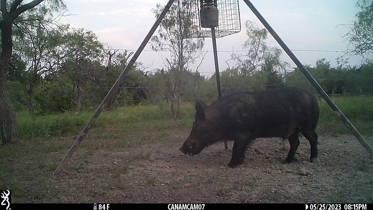 Huge Boar takes one last sprint