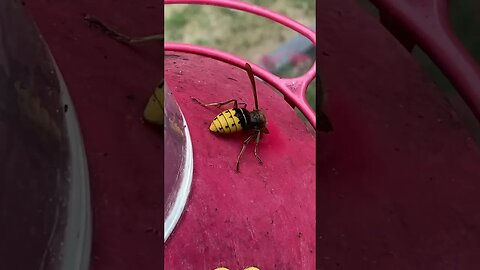 Big Hornet on Hummingbird food