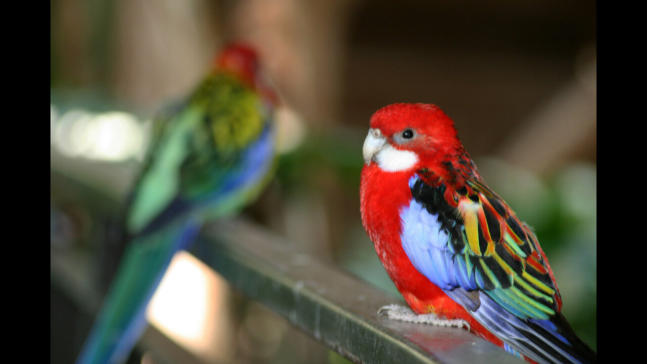 jungle birds