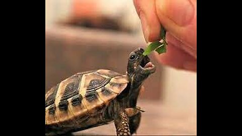 Cute Tortoise munches on baby cornwearing elegant hat eat food