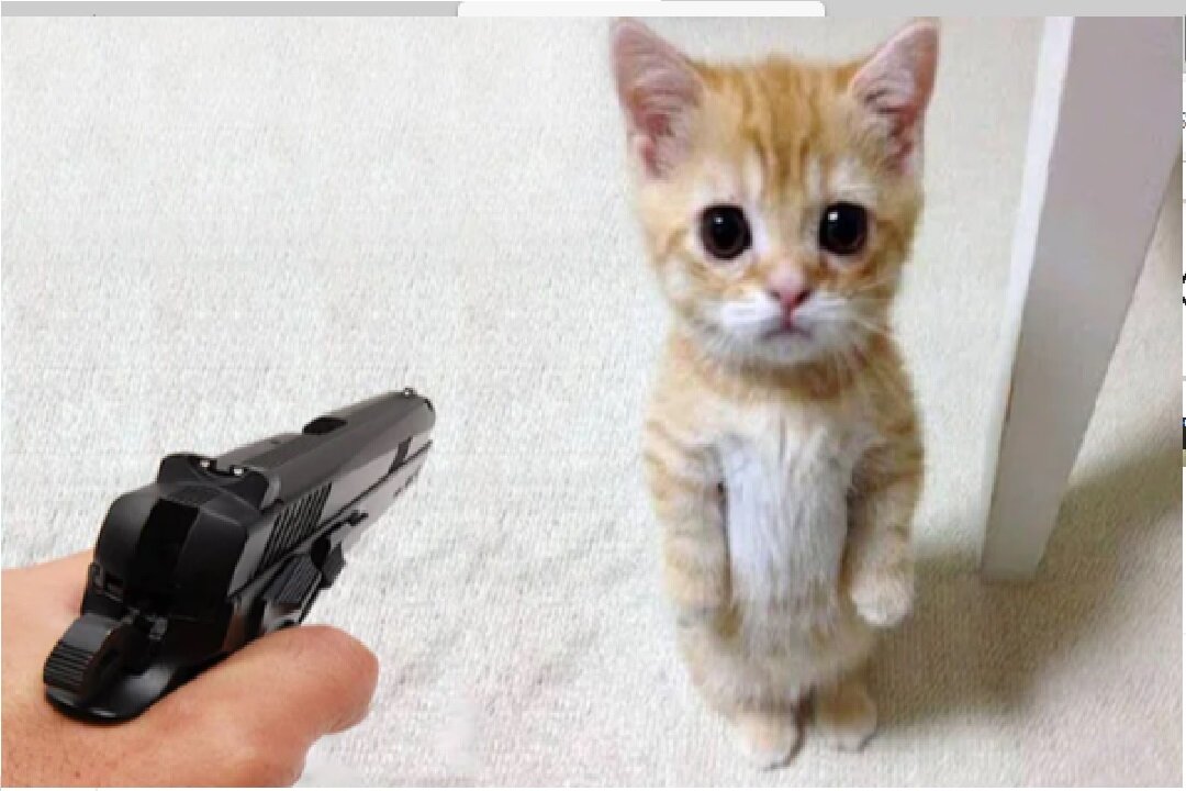 Funniest Cat and Dog Videos of 2023 - SO CUTE