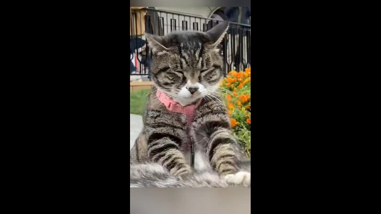 Funny cats🤣🤣❤️