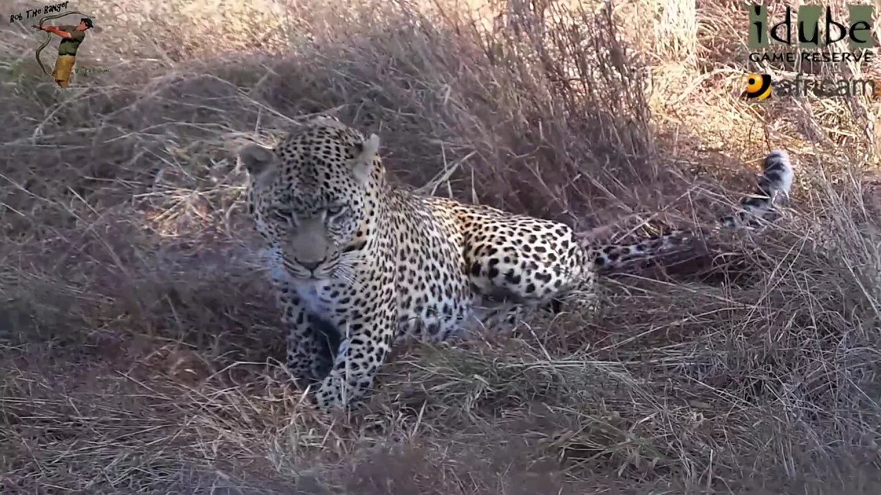 WILDlife: Leopards Pairing In The Shade