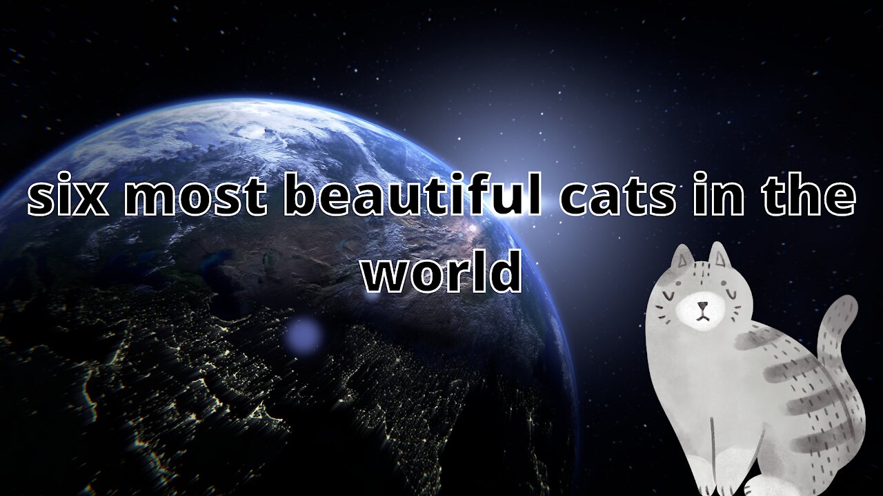 six most beautiful cats in the world