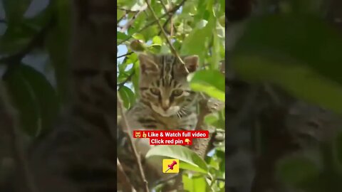 cute cat videos 😹funny videos 😂1327😻#shorts #catvideos #funnycatsvideos #cat #funny_cat #cutecat