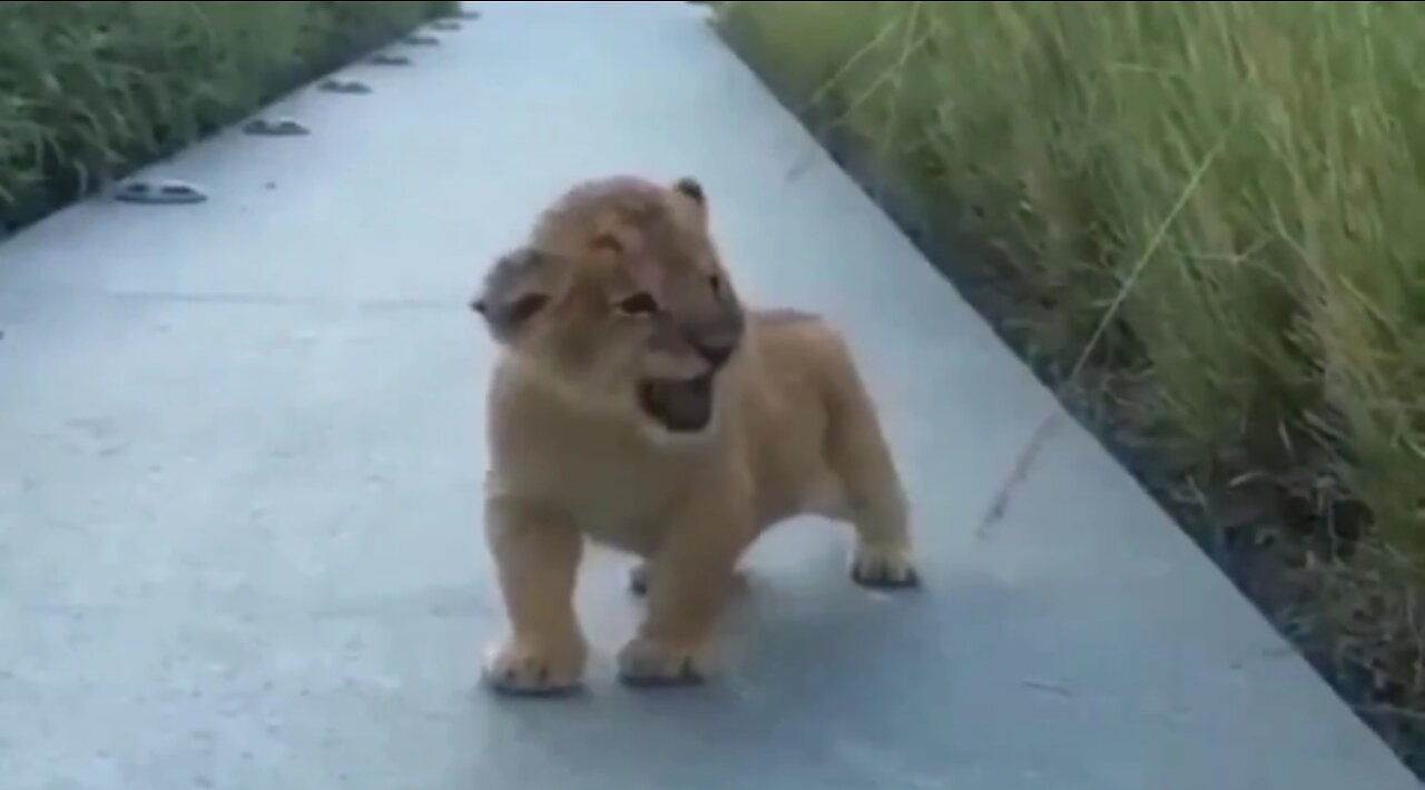 A baby lion shows off his roar🔥