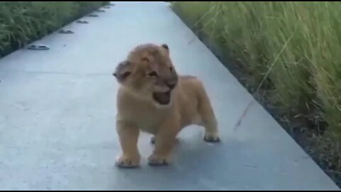 A baby lion shows off his roar🔥