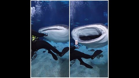 This #WhaleShark prefers to be bottel-fed