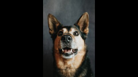 The most effective method to Make Dog Become Fully Aggressive With Few Simple Tips