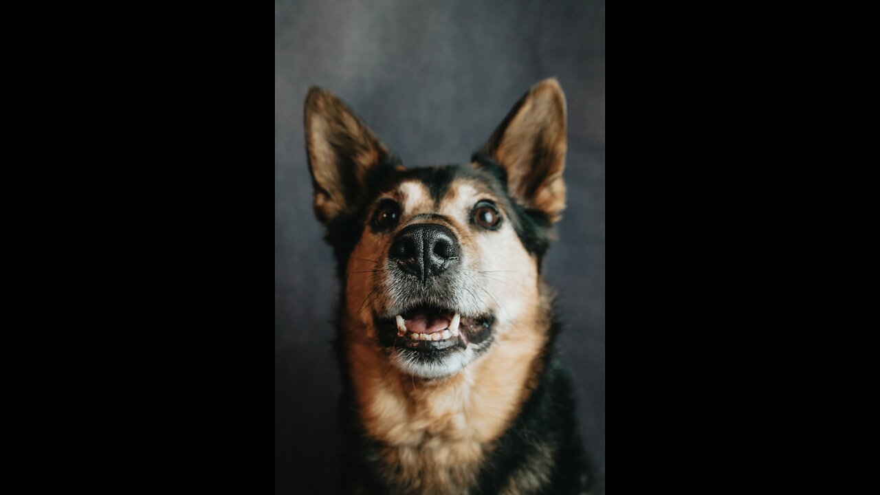 The most effective method to Make Dog Become Fully Aggressive With Few Simple Tips