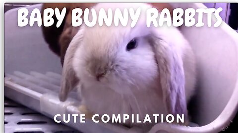 BABY BUNNY RABBITS Cute Compilation