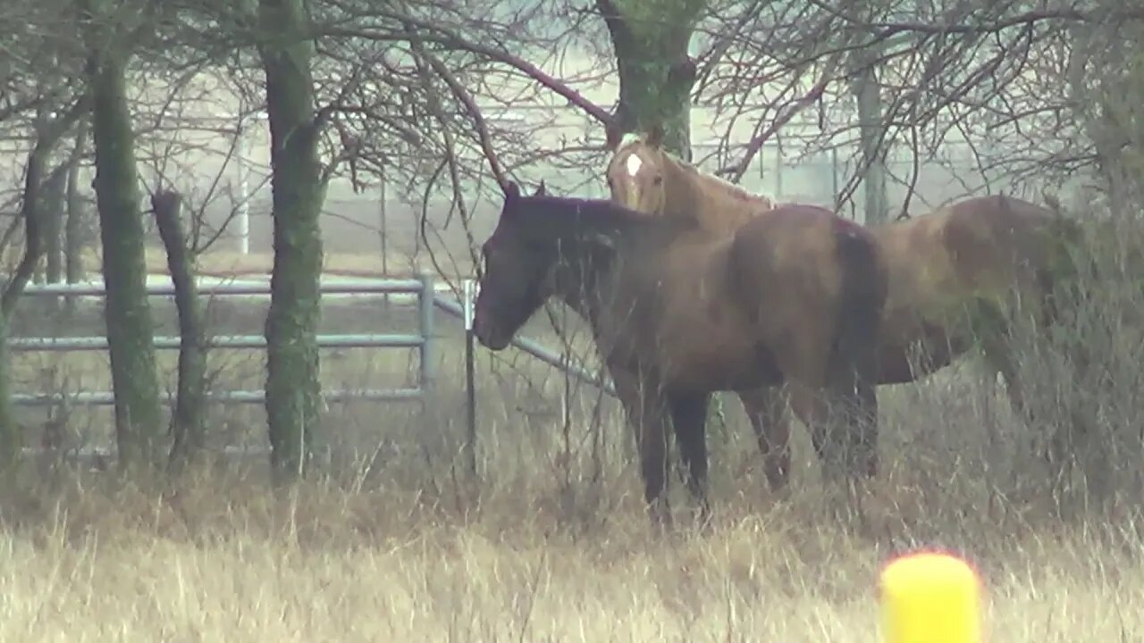 Check Up On The Horses Relaxing - Mr. T Seems To Doing Good