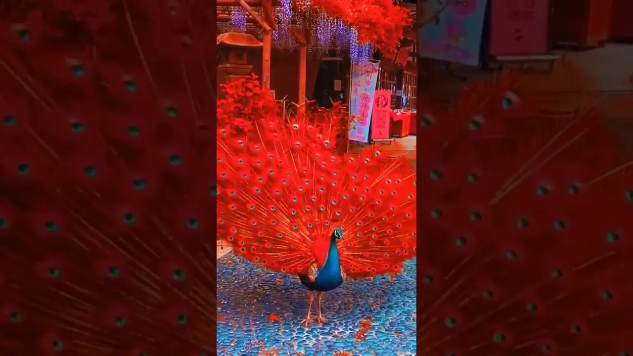 #peacock #beautifulbirds #ytshorts #shorts