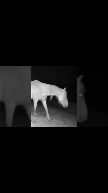 Palomino brumby at night