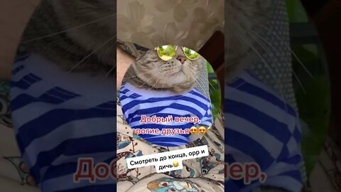 #shorts Смешные Коты Из Тик Тока 44 Funny Cats From TikTok