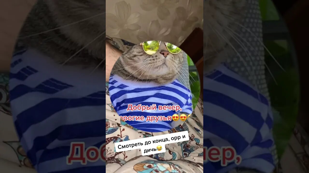 #shorts Смешные Коты Из Тик Тока 44 Funny Cats From TikTok