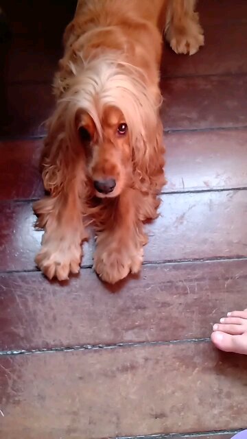 dog, Animals, cute, pet, dogshow