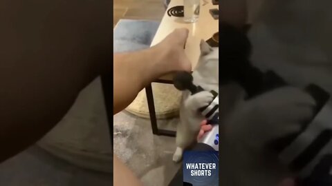 🐱 Cat forces their owner to give them a massage #shorts #cat #massage #funny