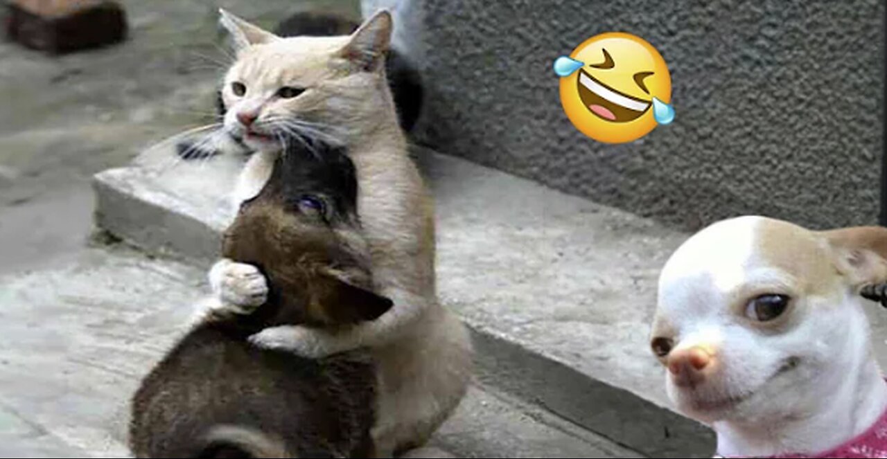 Funniest Cats And Dogs Videos 😁 - Best Funny Animal Videos 2024 🥰