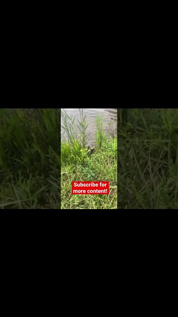 Gator stole my fish!